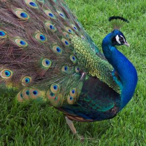 Buy India Blue Peafowls Online