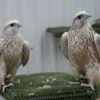 Buy Gyrfalcon Online
