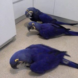 Buy Hyacinth Macaw Parrots
