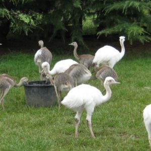Buy Rhea Birds Online