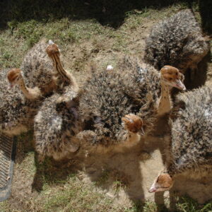 Buy Ostrich Chicks Online