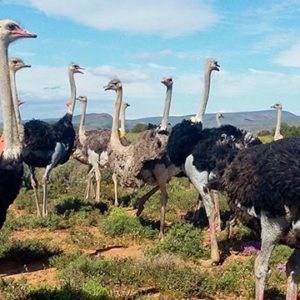 Buy Ostrich birds Online