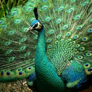Buy Java Green Peafowl Online