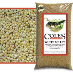 White Millet