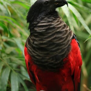 Buy Dracula Parrots Online