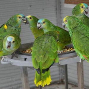 Buy Lilac/Yellow Headed Amazon Parrot
