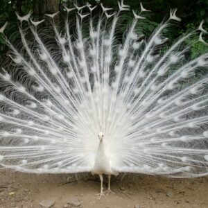 Buy White Peafowl Online