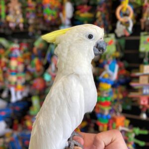 Buy Cockatoo Online