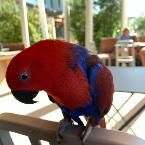 Eclectus parrot2