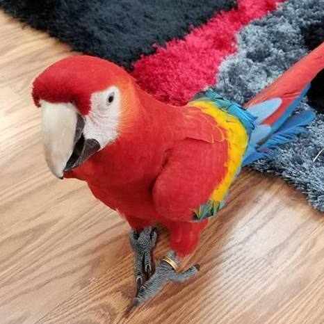 Scarlet-Macaws-for-sale-1