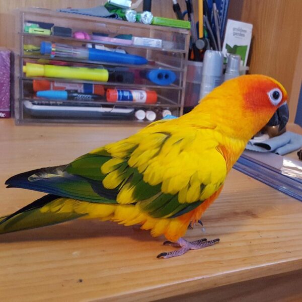 Sun conure1