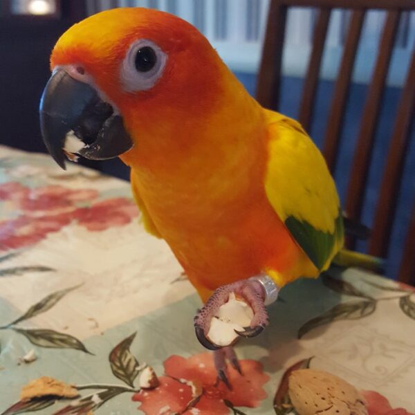 Sun conure2