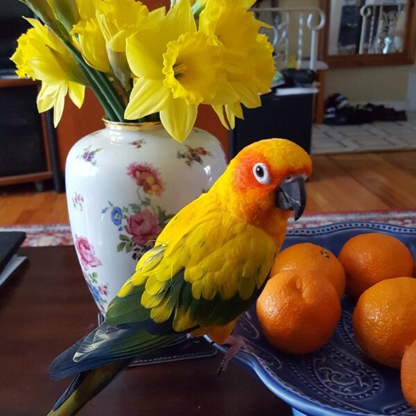 Sun conure3