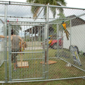 Golden Plume Birds Farm