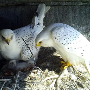 Gyr Falcon & Chicks
