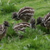 Emus