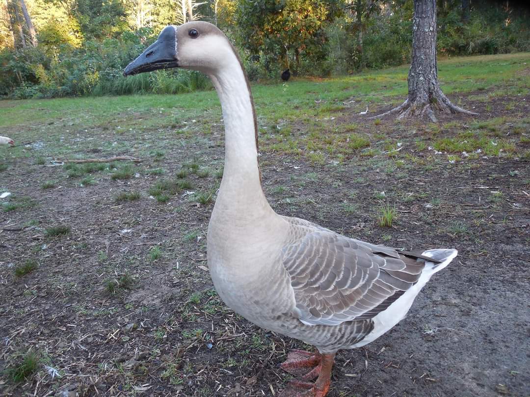 African-Geese