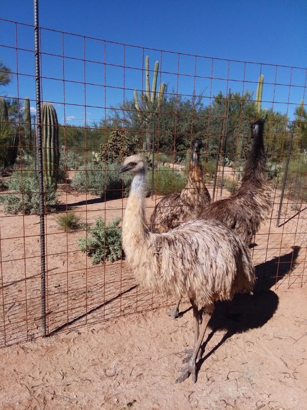 Eggs-EmuCover-600x800