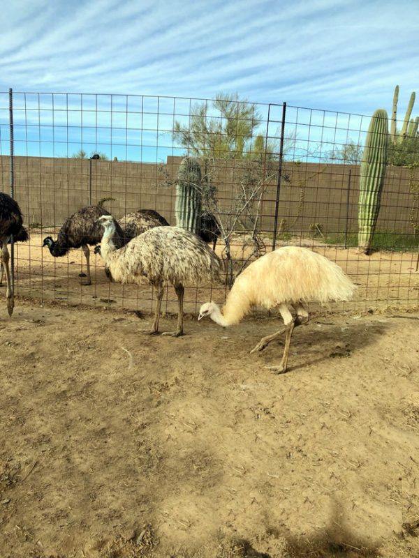 Emu-Group3-2022-600x800