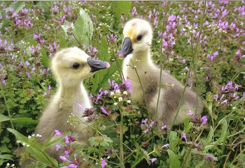baby_african_goslings_1_