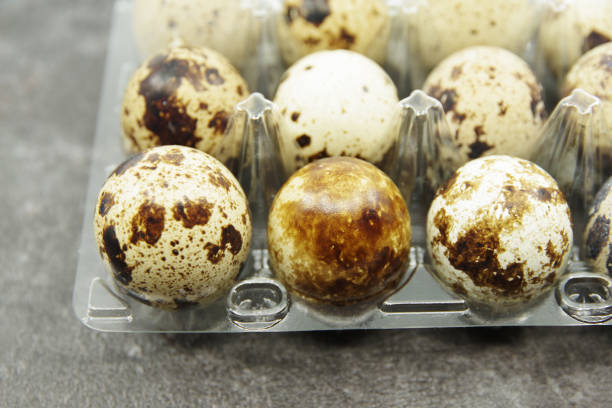 Quail eggs in a plastic box on a grey background. Close-up view