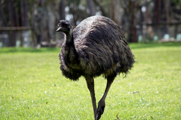 the australian emu is running across a field
