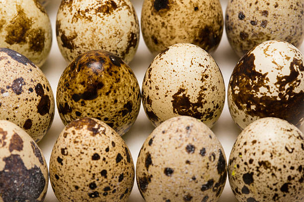 quail egg isolated on a white buy golden pheasant eggs