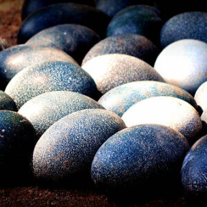 Buy Emus Eggs