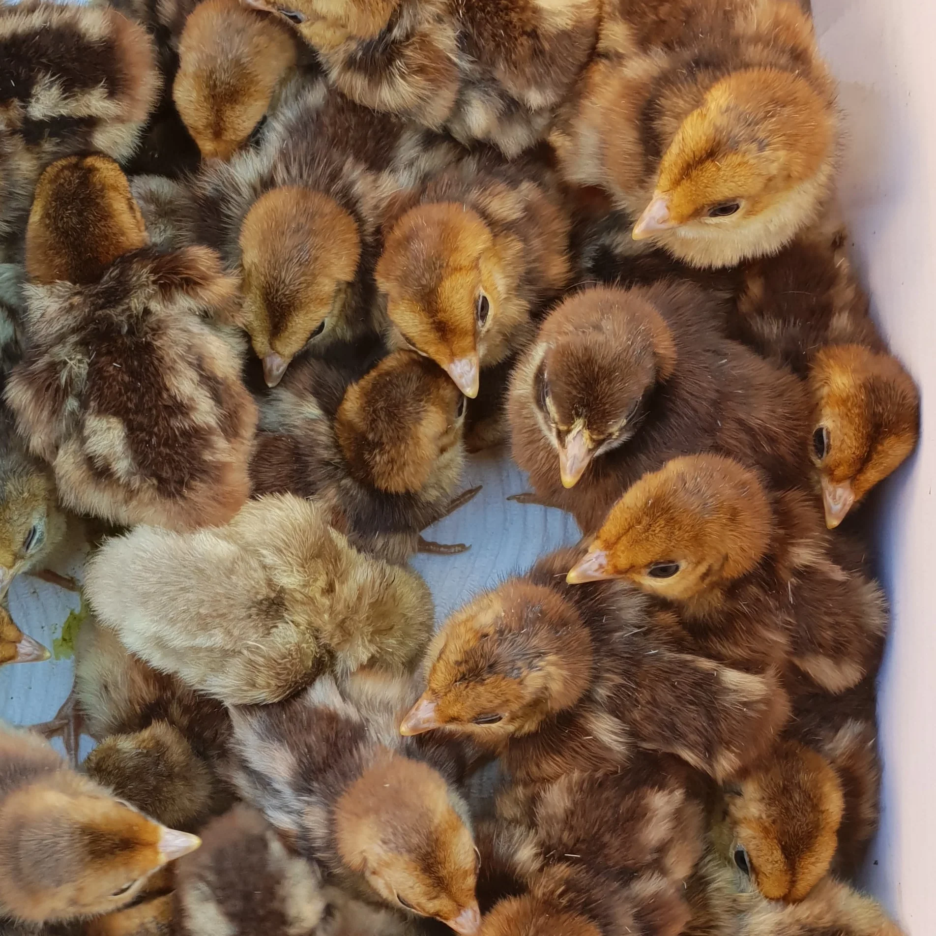 pf-03804b34-26ea-47e1-831a-4adb909284a2--golden-pheasant-chicks-Edited