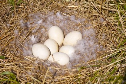 shutterstock_100686193-416x278