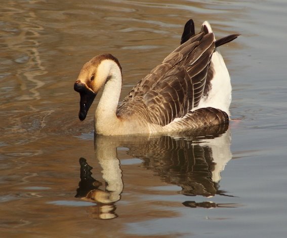 shutterstock_110654033