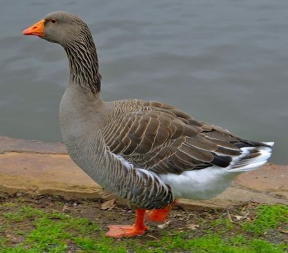 buy toulouse geese online buy toulouse geese online