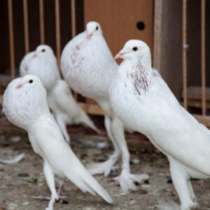 Pouter Pigeons