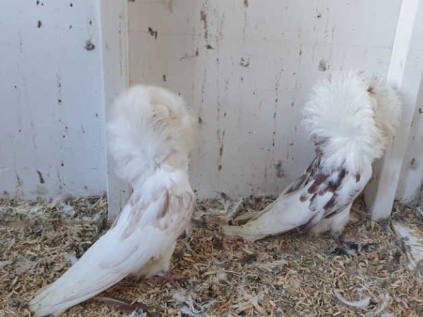 e17feb41ffcf79a2bf4c2de6c2658bff39e5da9779898-600x449