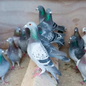 Belgian Racing Pigeons