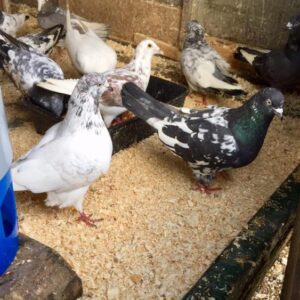 Trippler Pigeons