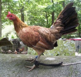 Blueface Hatch hen