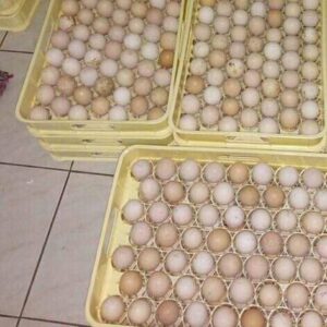 White Kelso Hatching Eggs