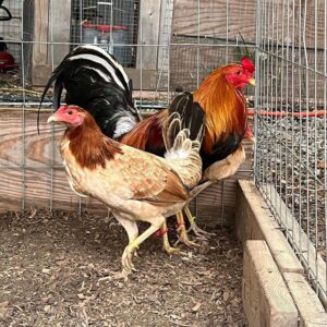 Golden Monkey Sweater