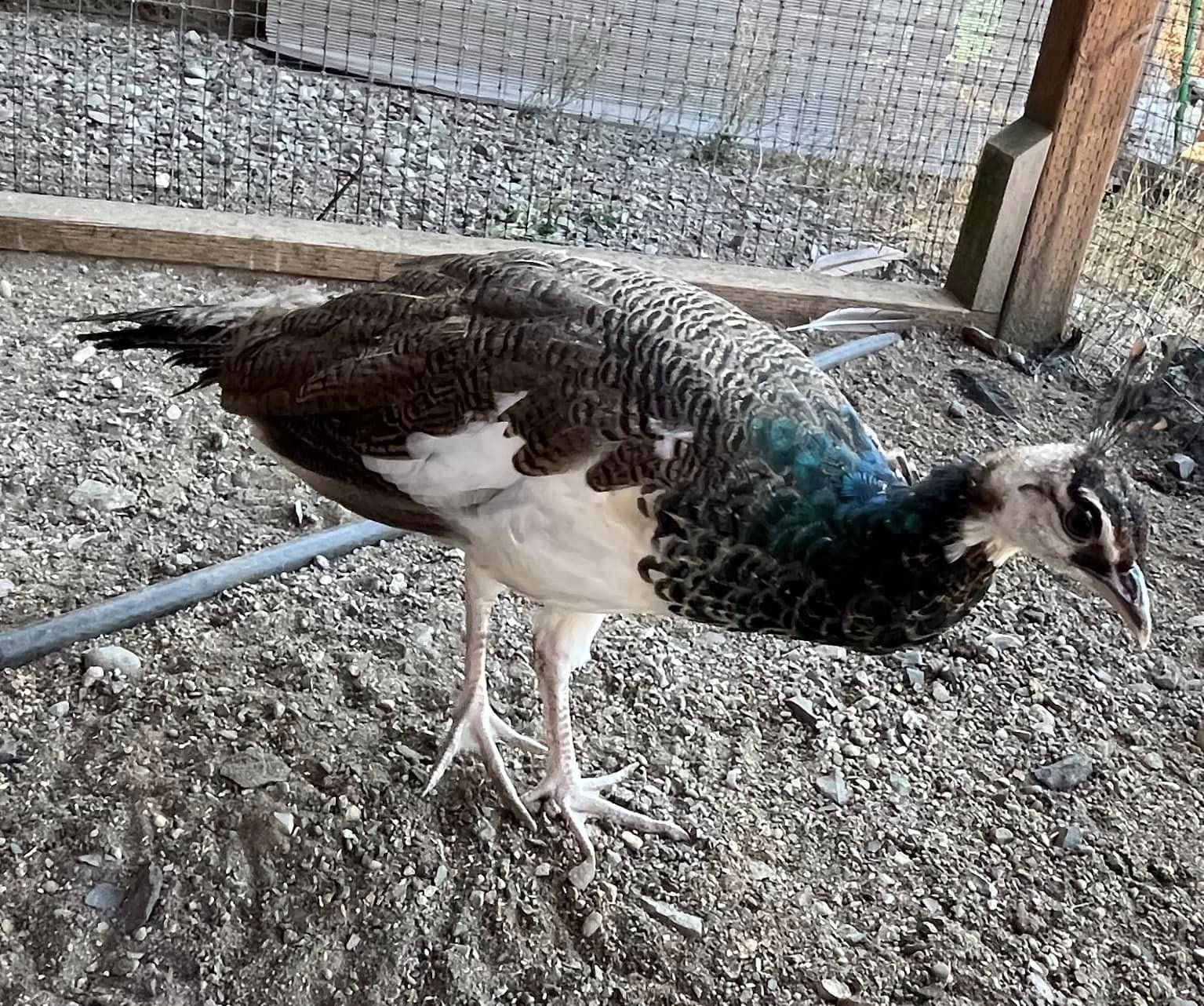 457184452_10163729087062738_2362626044100747601_n