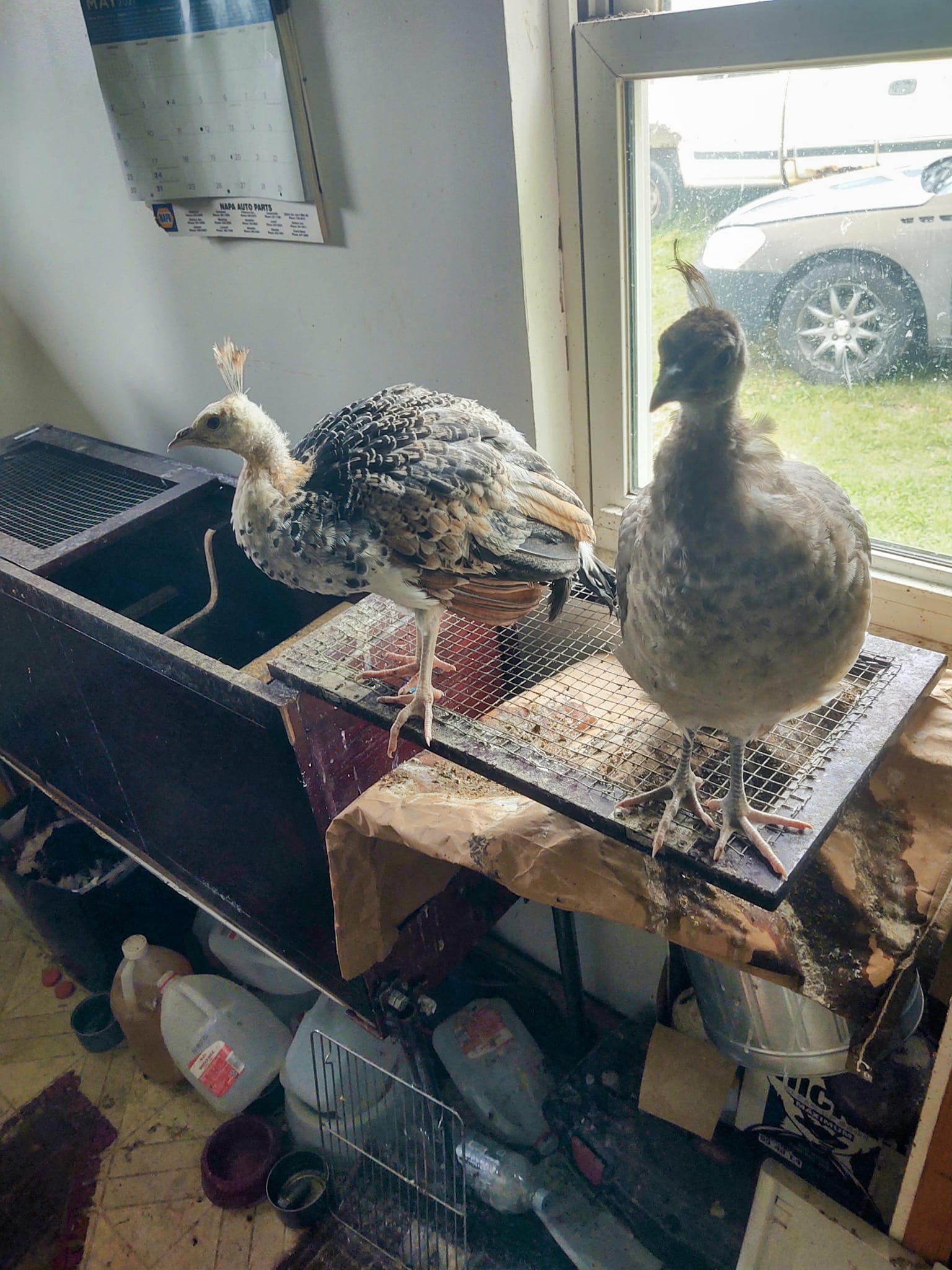 457622809_2908863992607825_6630801940503096051_n