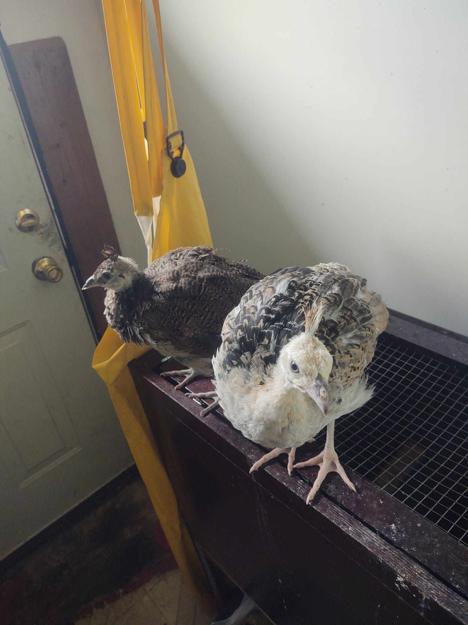 457642628_2908864065941151_502678250922778972_n