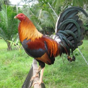 Madigin Claret Gamefowl Hatching Eggs