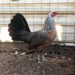Regular Grey Hen