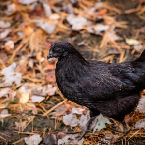 Ayam Cemani Chicken