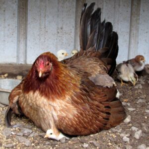 Yellow Leg  Hatch Eggs