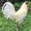 White Hackle Gamefowl