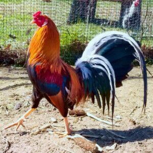 Yellow Leg Hatch Gamefowl Hatching Eggs