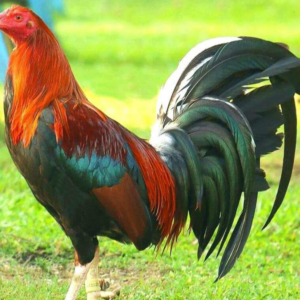 Roundhead Gamefowl Hatching Eggs